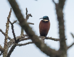 Chalcomitra adelberti