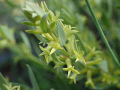 Thymelaea sanamunda