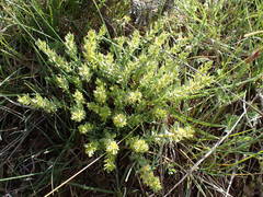 Thymelaea sanamunda