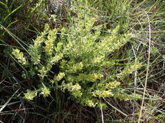 Thymelaea sanamunda