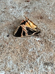 Xenogenes gloriosa