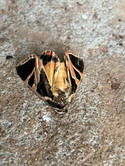 Xenogenes gloriosa