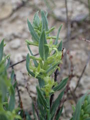 Thymelaea sanamunda