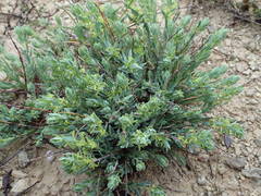 Thymelaea sanamunda