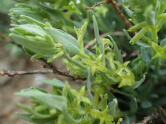 Thymelaea sanamunda