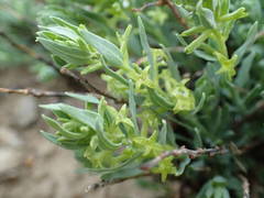 Thymelaea sanamunda
