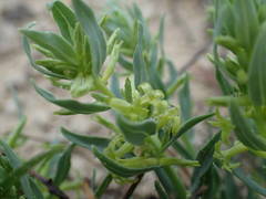 Thymelaea sanamunda