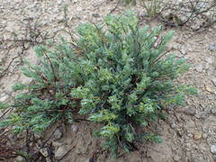 Thymelaea sanamunda