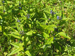 Gentiana cruciata cruciata