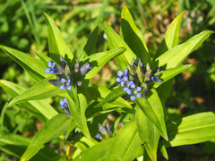 Gentiana cruciata cruciata