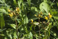 Hypericum bithynicum