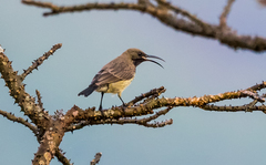 Cinnyris coccinigastrus