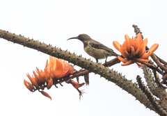 Cinnyris coccinigastrus