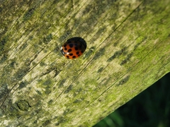 Harmonia axyridis