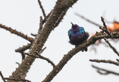 Cinnyris coccinigastrus