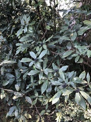 Laurus