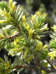 Thymelaea dioica