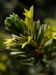 Thymelaea dioica