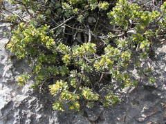 Thymelaea dioica