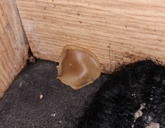 Peziza domiciliana