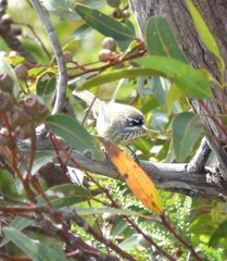 Sericornis maculatus