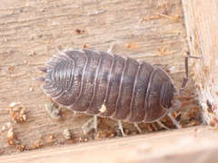 Porcellio obsoletus