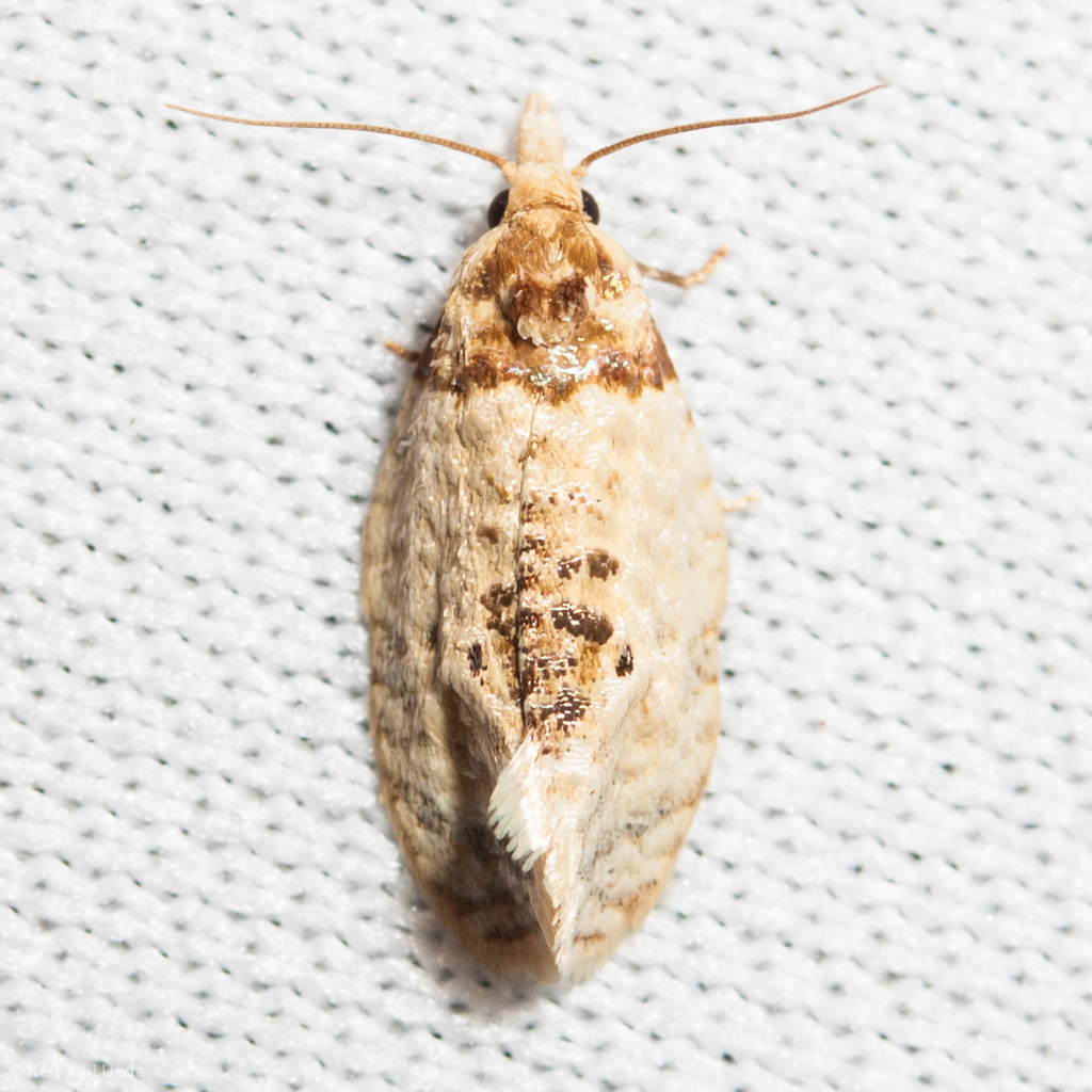 Brown-shouldered Henricus