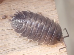 Porcellio obsoletus