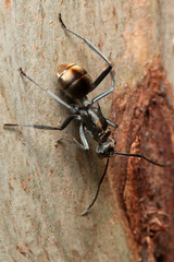 Polyrhachis brisbanensis
