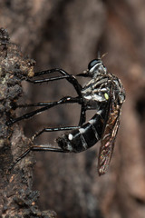 Chryseutria