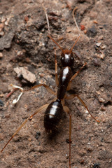 Camponotus elegans