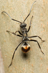 Polyrhachis brisbanensis