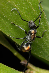 Polyrhachis brisbanensis
