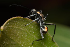 Polyrhachis brisbanensis