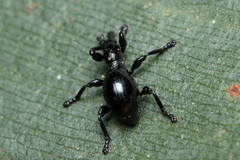 Rhynolaccus formicarius