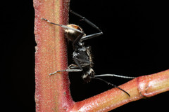 Polyrhachis brisbanensis