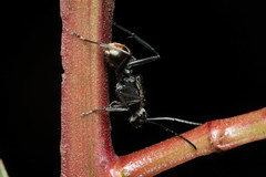 Polyrhachis brisbanensis