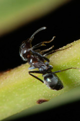 Iridomyrmex rufoniger