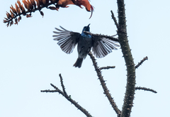 Cyanomitra verticalis