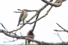 Chalcomitra adelberti