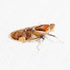 Juniperthia producta