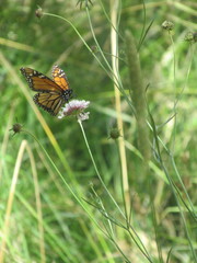 Danaus plexippus