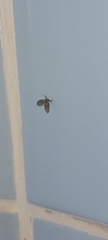 Clogmia albipunctata
