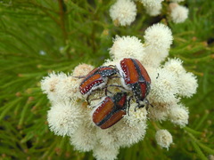 Trichostetha capensis hottentotta