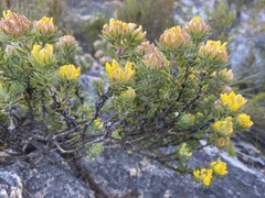 Aspalathus aspalathoides