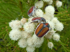 Trichostetha capensis hottentotta