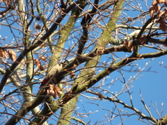 Dendrocopos major