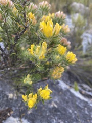 Aspalathus aspalathoides