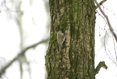 Certhia familiaris