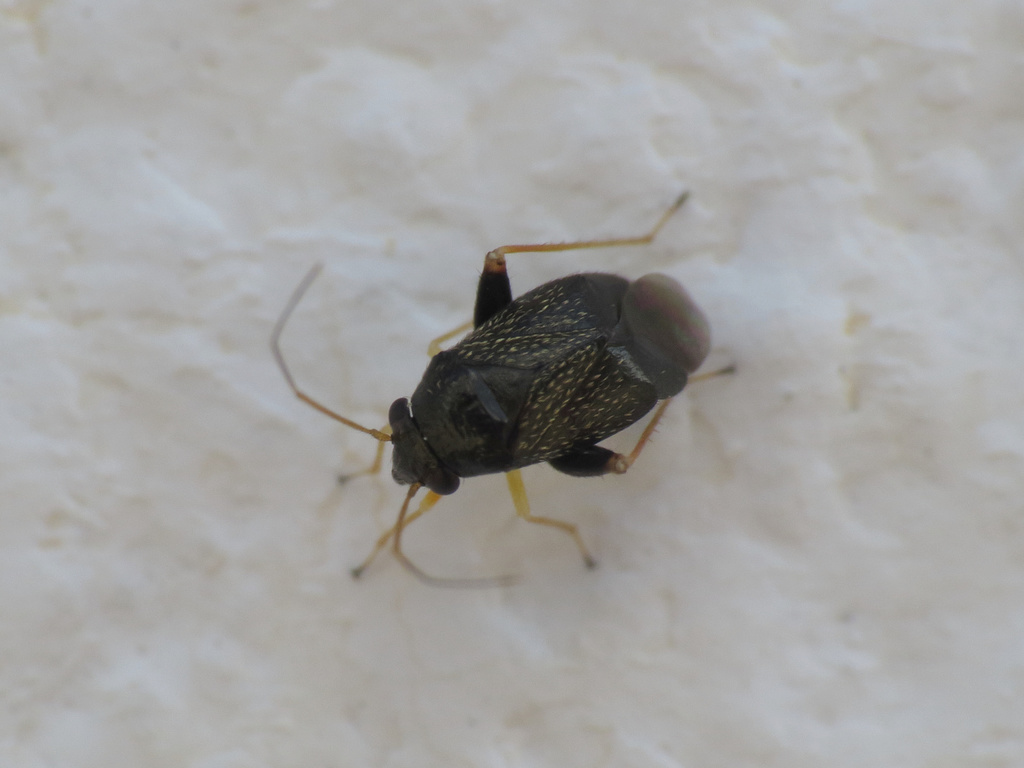 Halticus macrocephalus